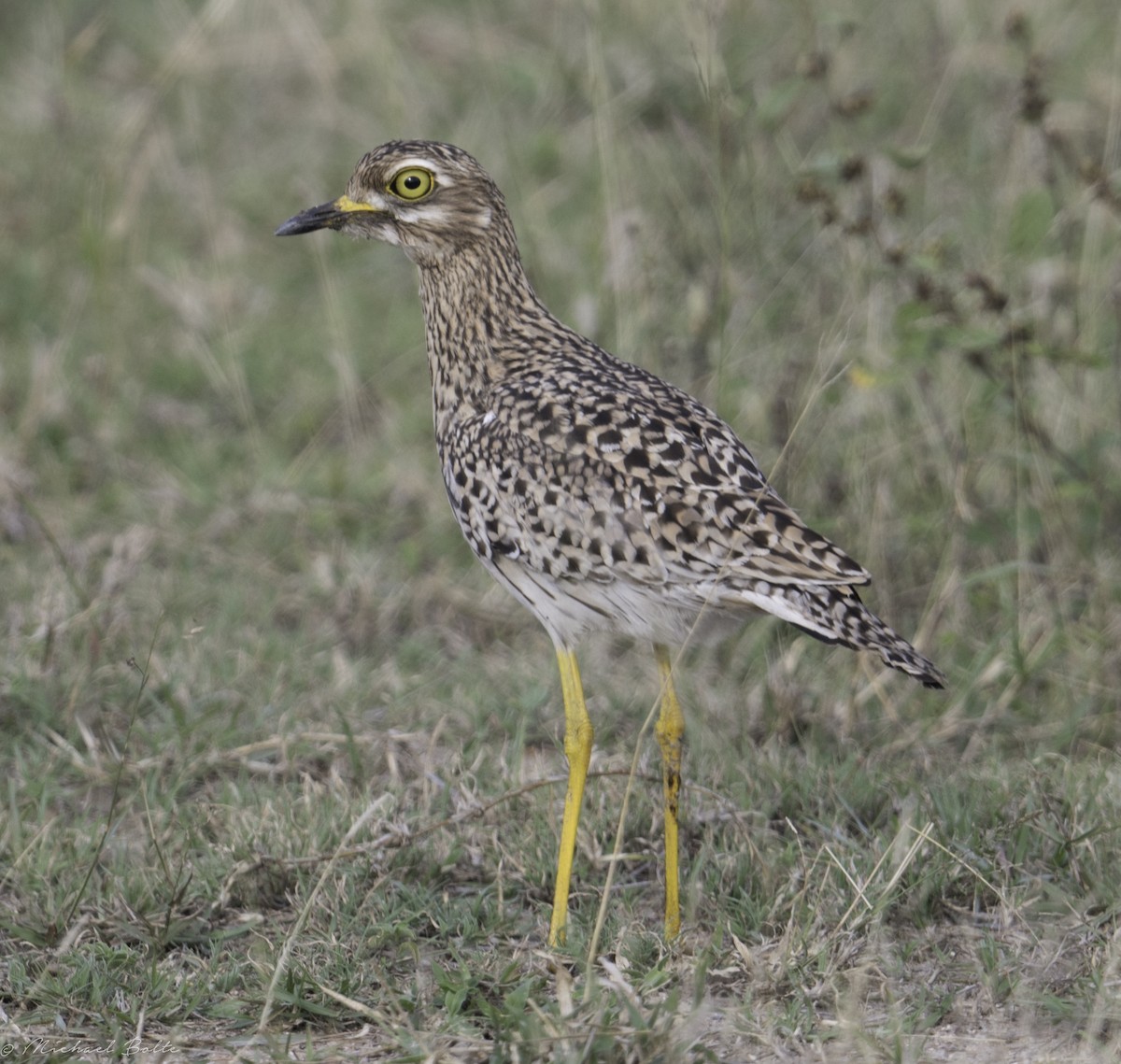 Spotted Thick-knee - Michael Bolte