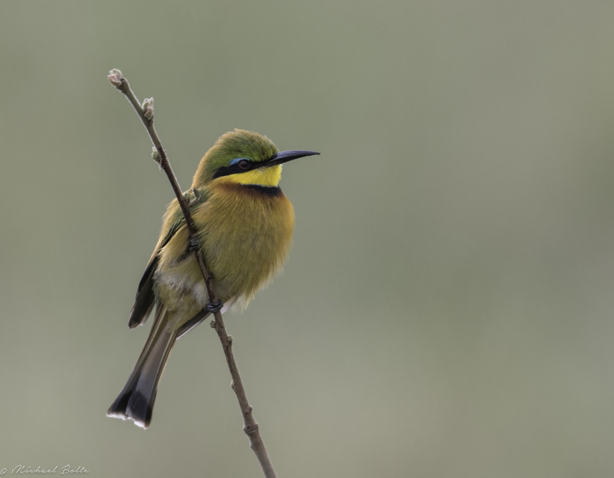 Little Bee-eater - Michael Bolte