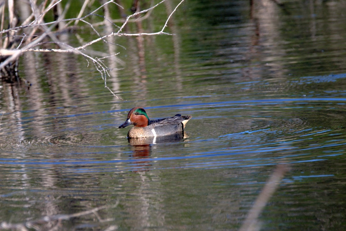 Green-winged Teal - ML102329171