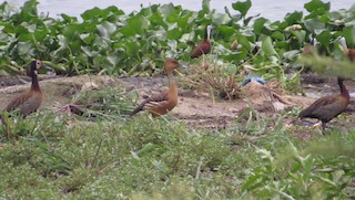 Fulvous Whistling-Duck, ML102330231