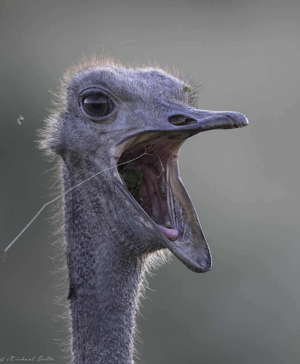 Common Ostrich - Michael Bolte
