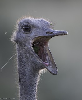 Common Ostrich, ML102332391