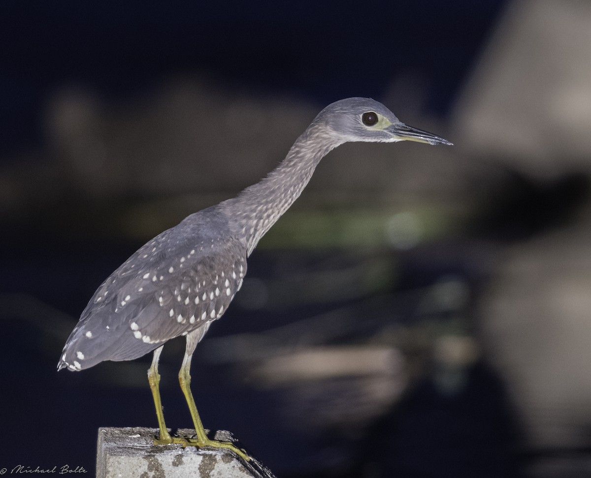 White-backed Night Heron - Michael Bolte