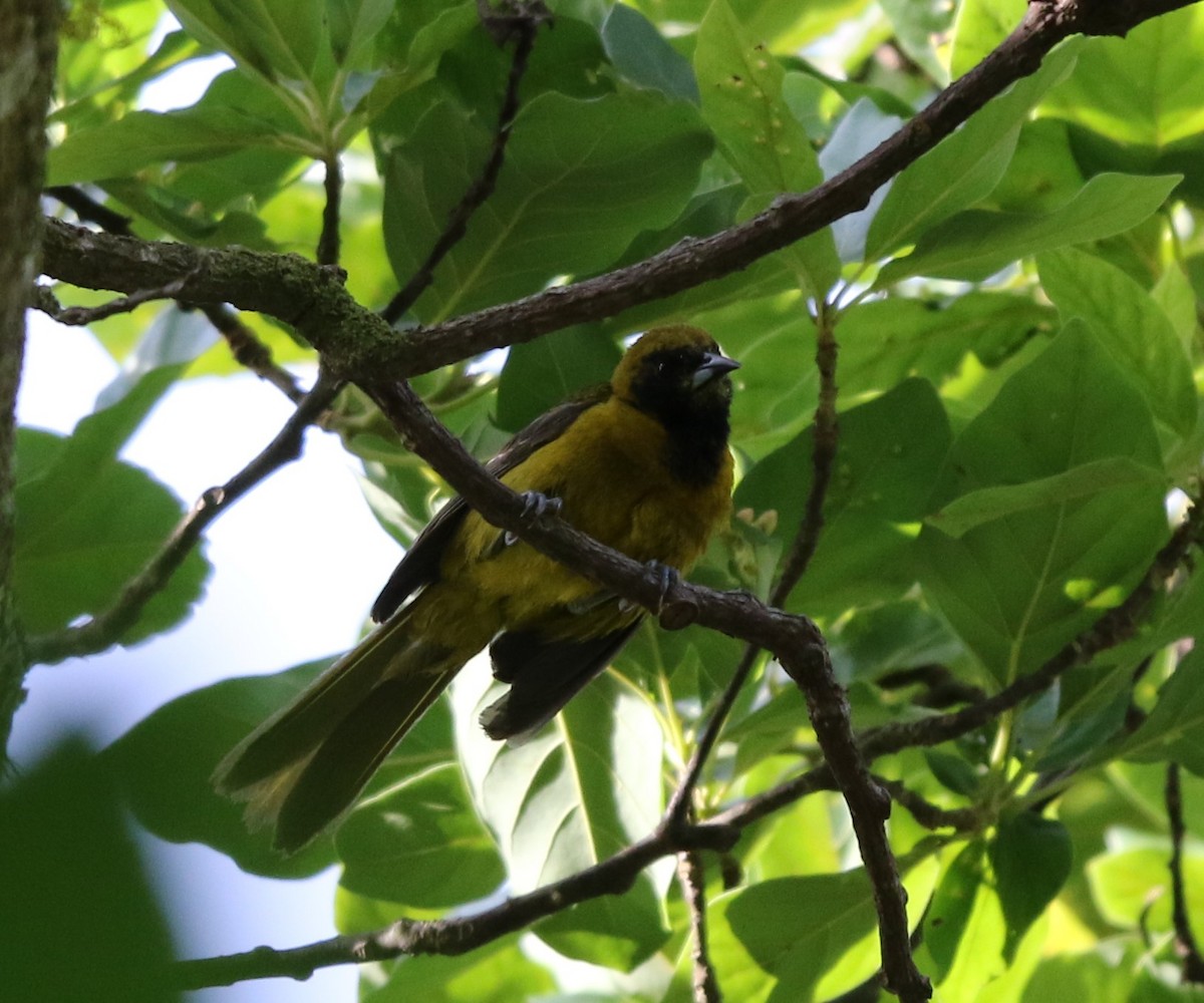 Bar-winged Oriole - ML102336311