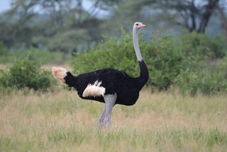  - Somali Ostrich