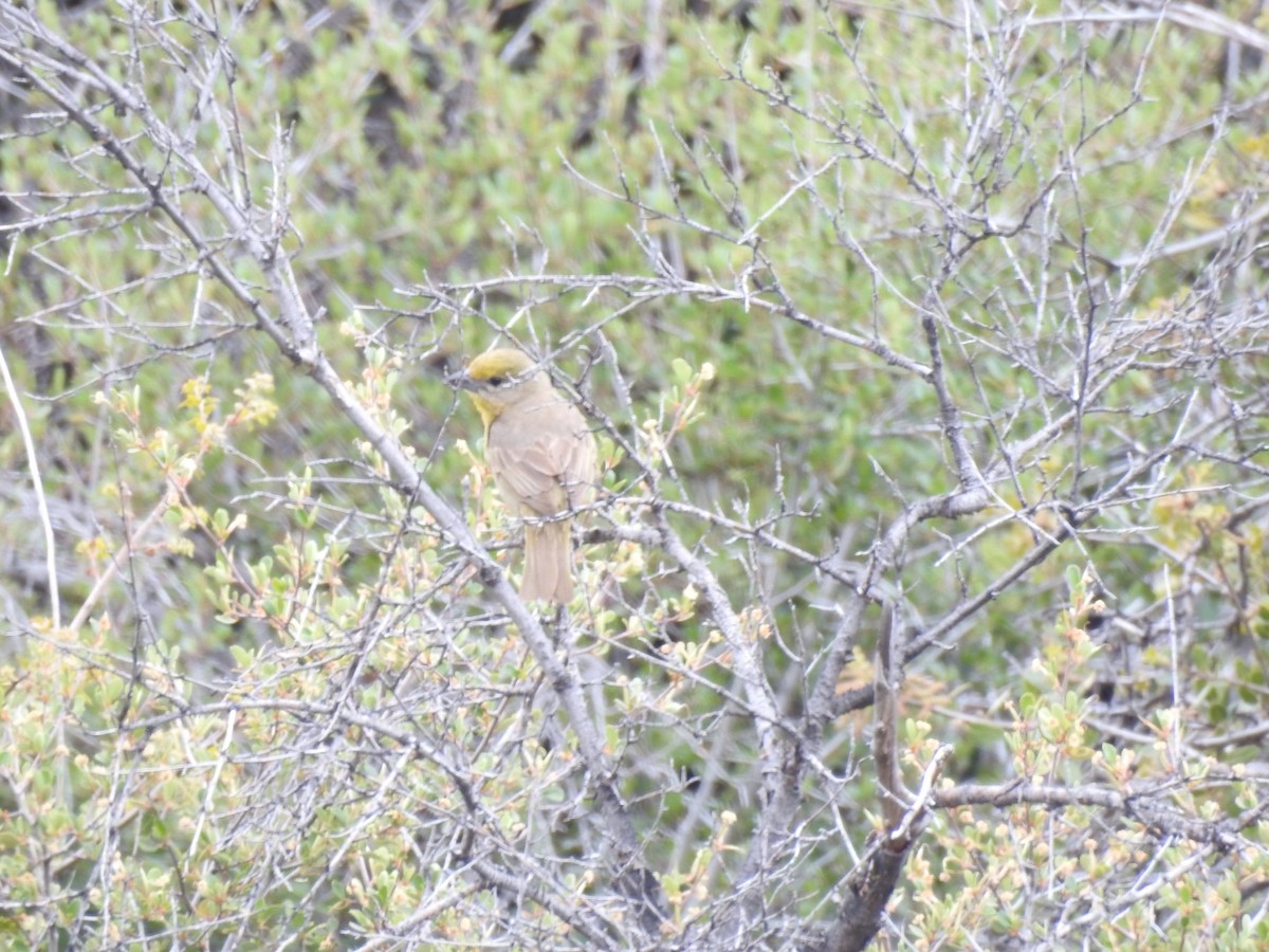 Hepatic Tanager - ML102338661
