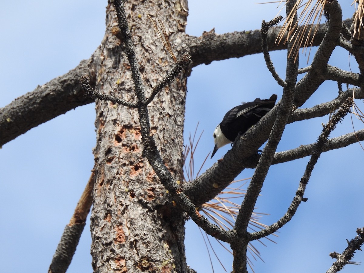 White-headed Woodpecker - ML102339571