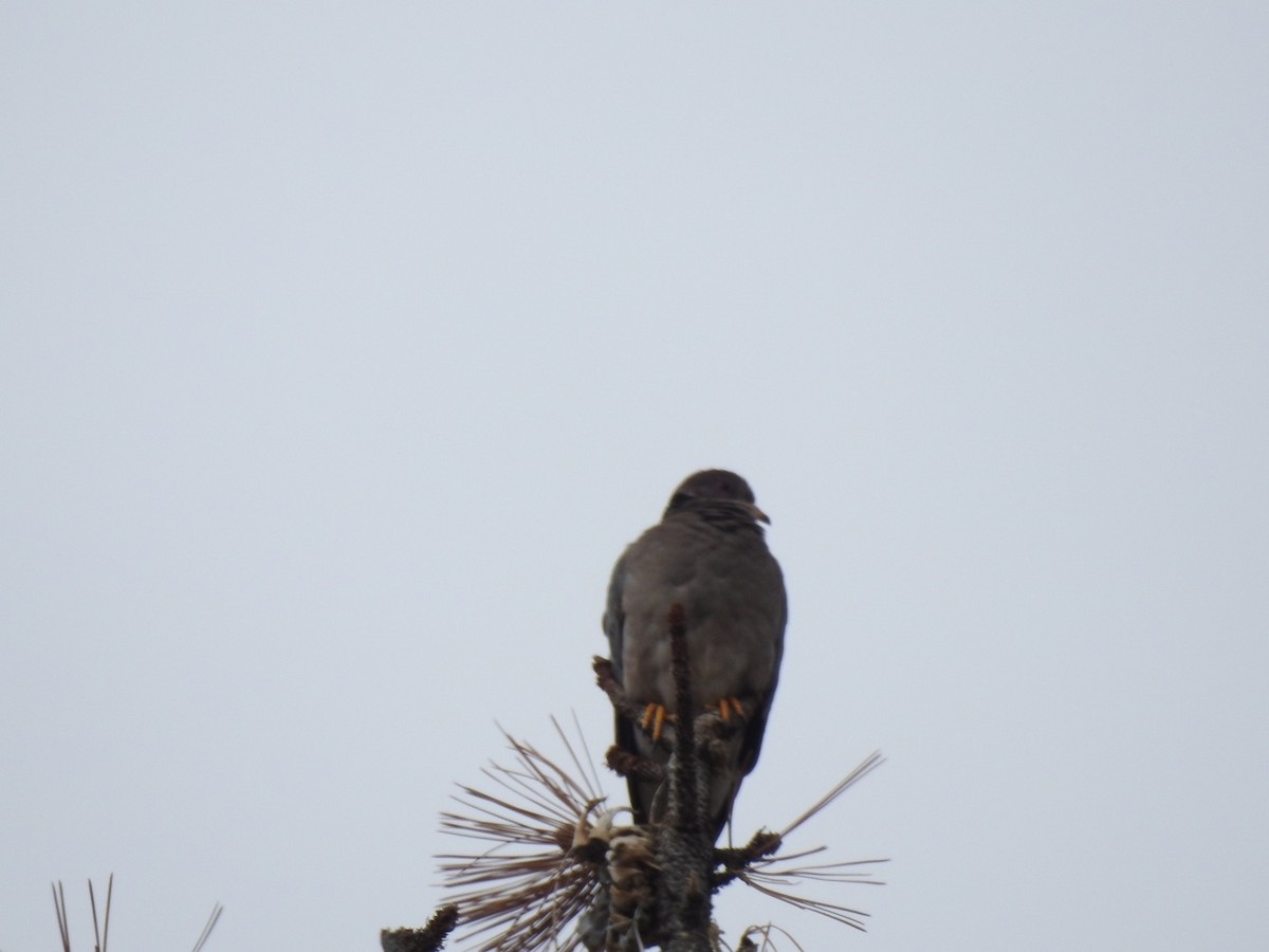 Band-tailed Pigeon - ML102339631
