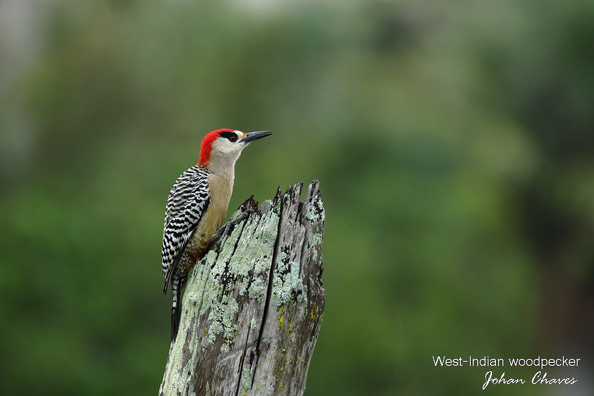 West Indian Woodpecker - Johan Chaves
