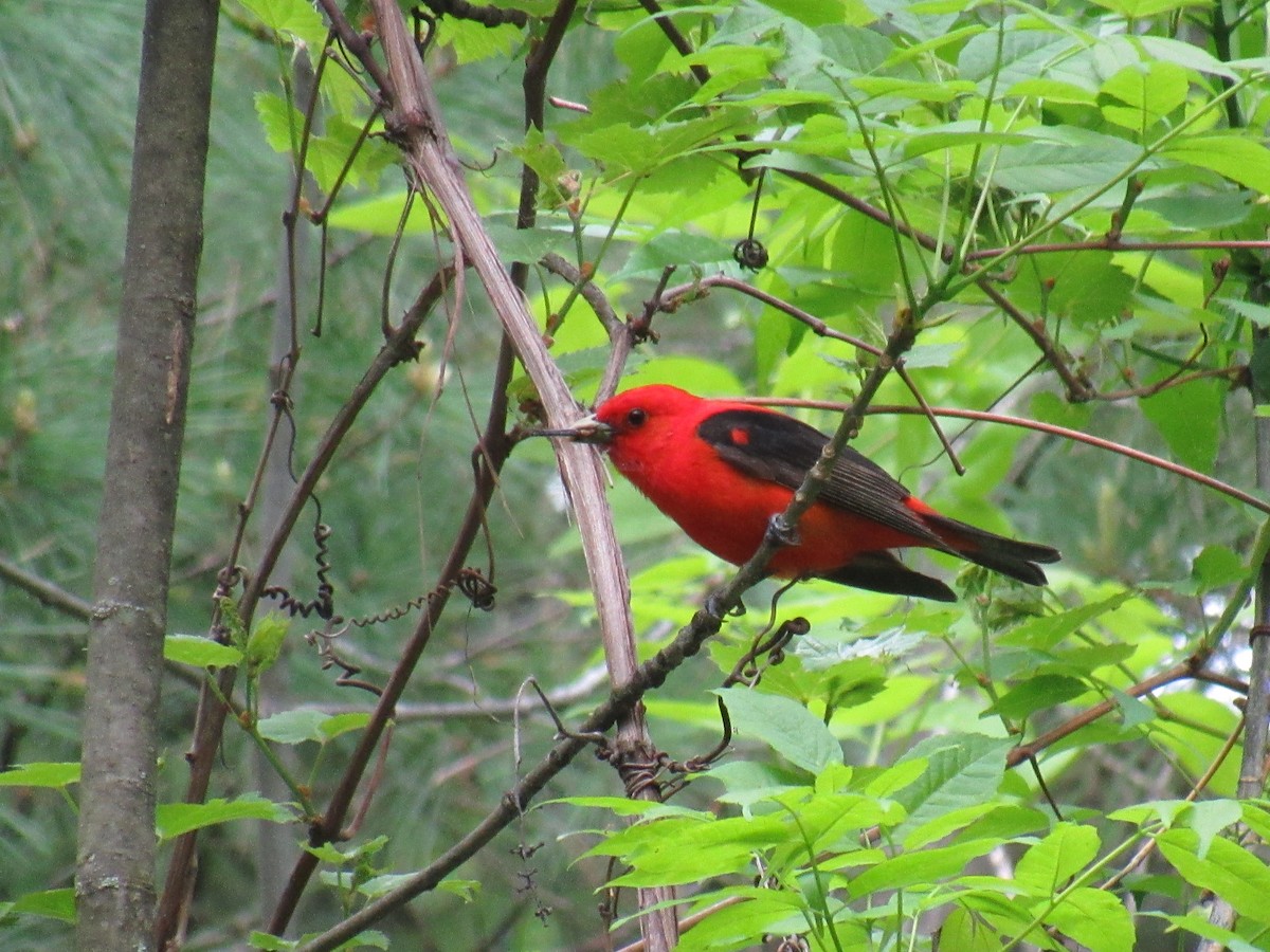 Scarlet Tanager - ML102344611