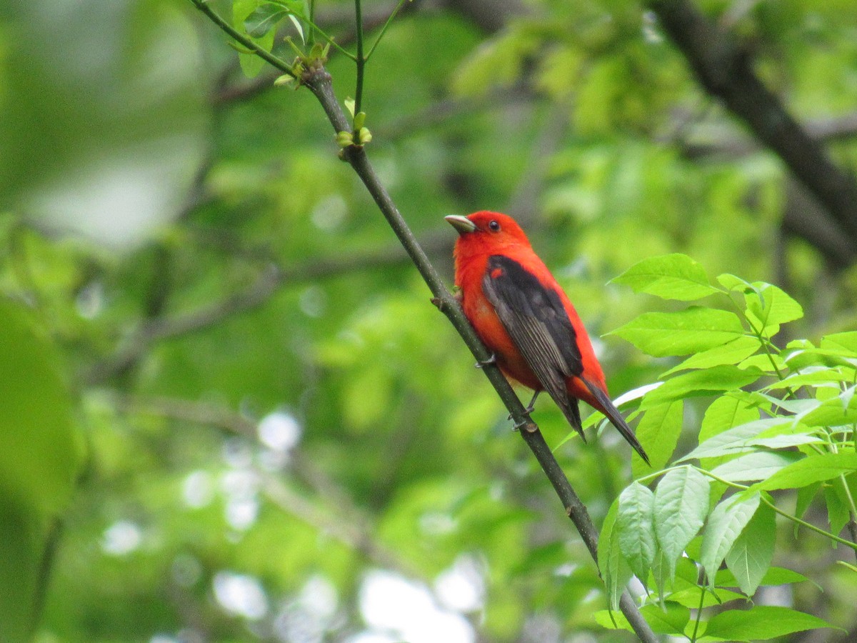 Scarlet Tanager - Ethan Hobbs
