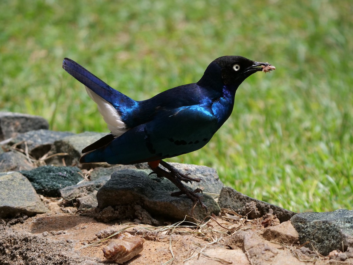 Superb Starling - Mike Grant