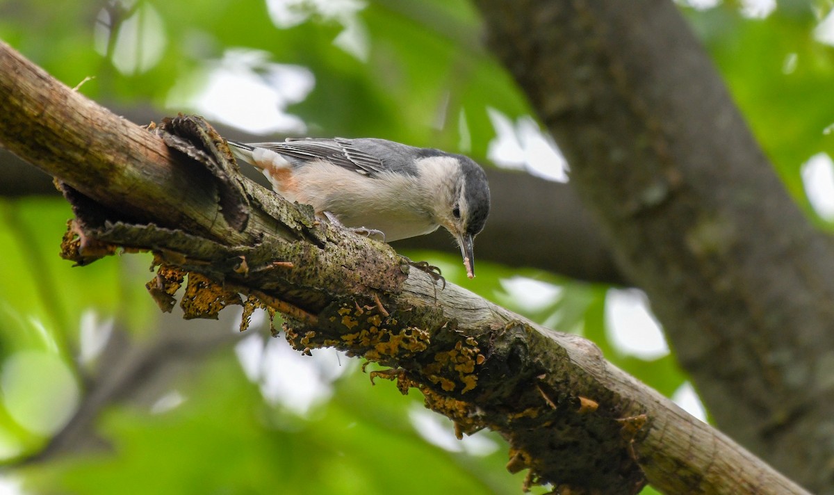 White-breasted Nuthatch (Eastern) - ML102350681