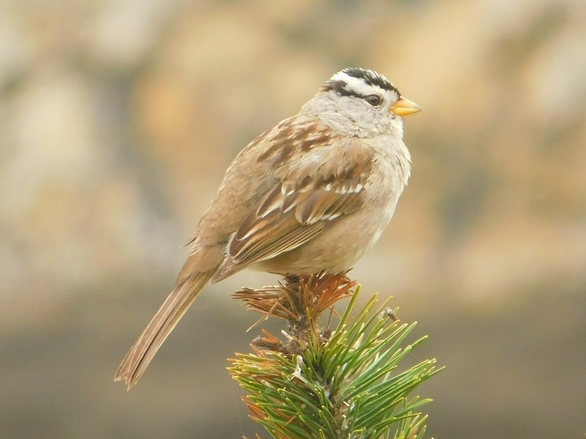 White-crowned Sparrow - ML102351881
