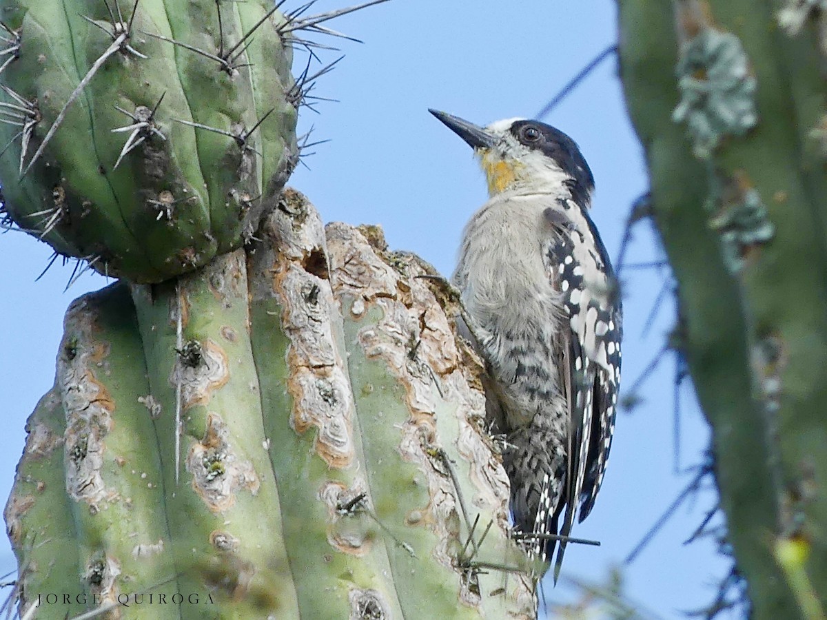 White-fronted Woodpecker - ML102353131