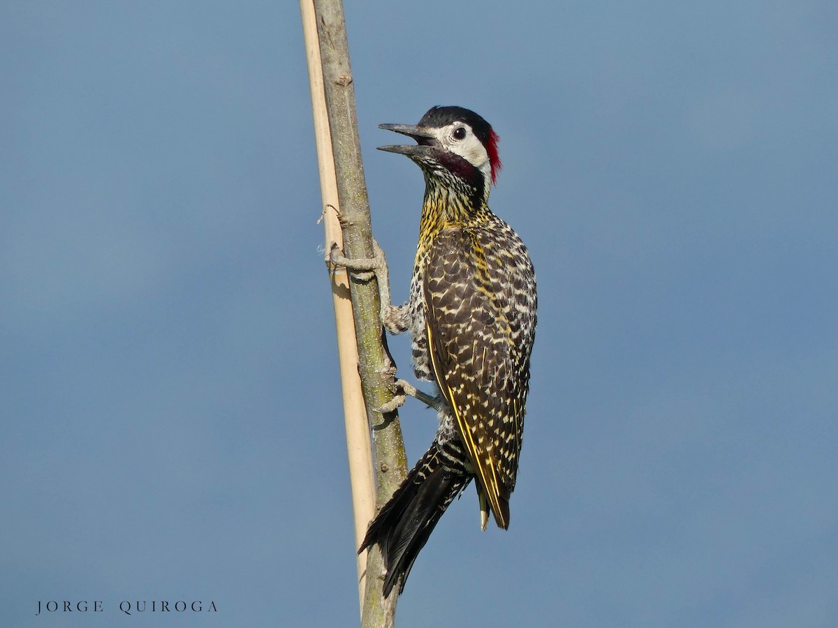 Green-barred Woodpecker - ML102356321