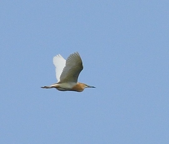 Squacco Heron - Gordan Pomorišac