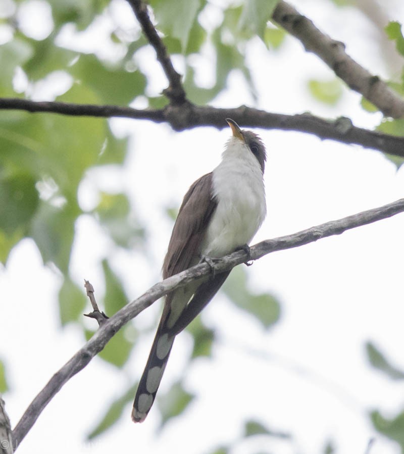 Yellow-billed Cuckoo - Jacques Bouvier