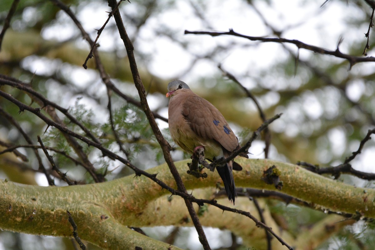 Blue-spotted Wood-Dove - Dan Bormann