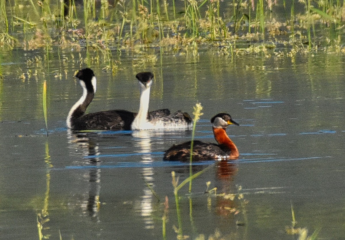 Red-necked Grebe - ML102359821