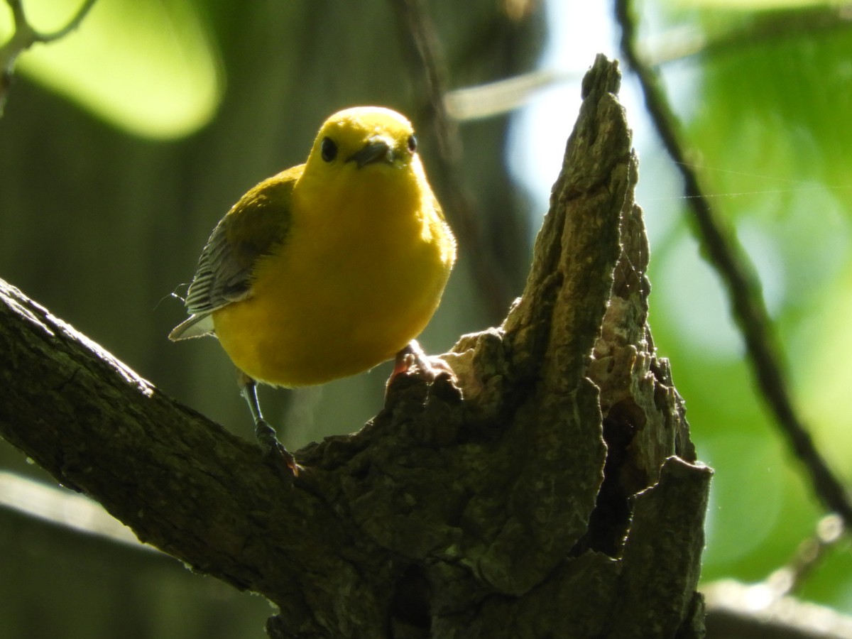 Prothonotary Warbler - Paul Hillman