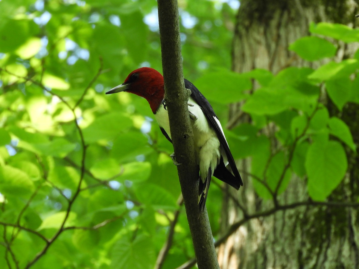 Red-headed Woodpecker - Paul Hillman