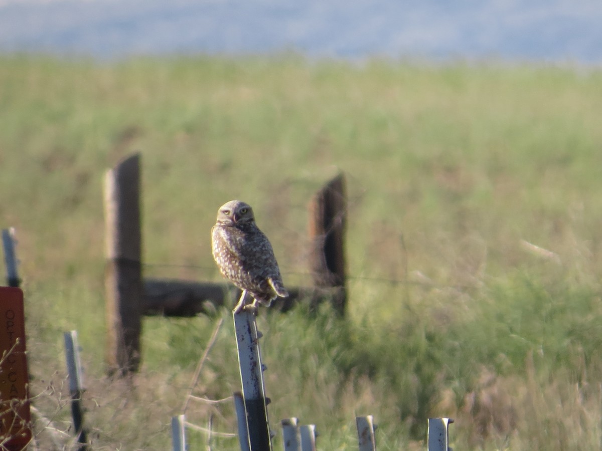 Burrowing Owl - Sierra Downes