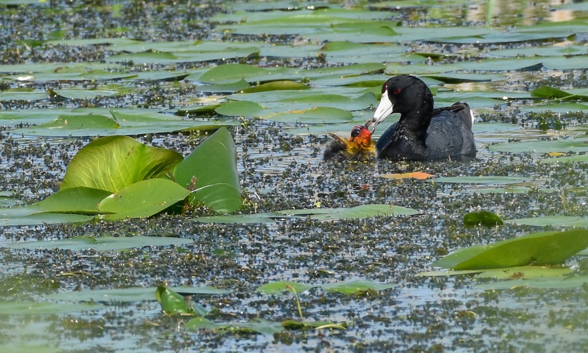 American Coot - Paul Clifford