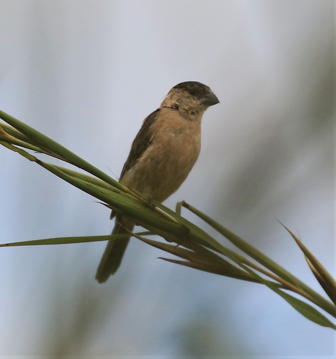 Pearly-bellied Seedeater - ML102365351