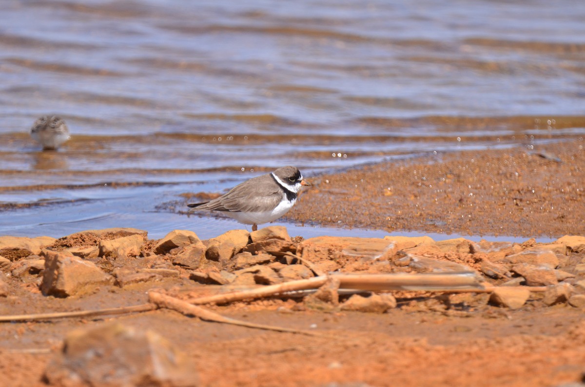 Semipalmated Plover - ML102375331