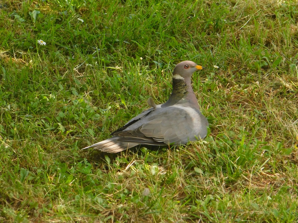 Band-tailed Pigeon - Ezekiel Dobson