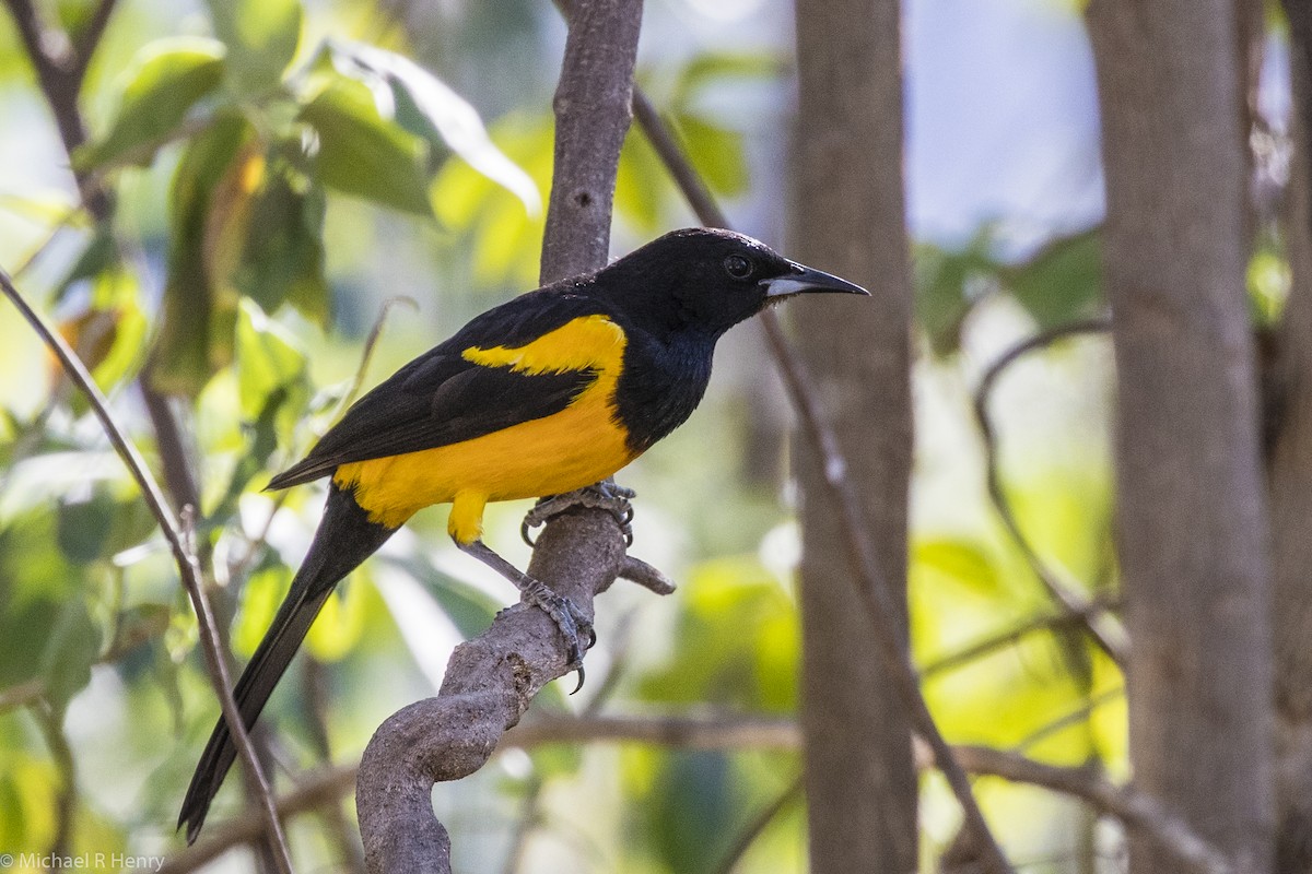Black-vented Oriole - Michael Henry