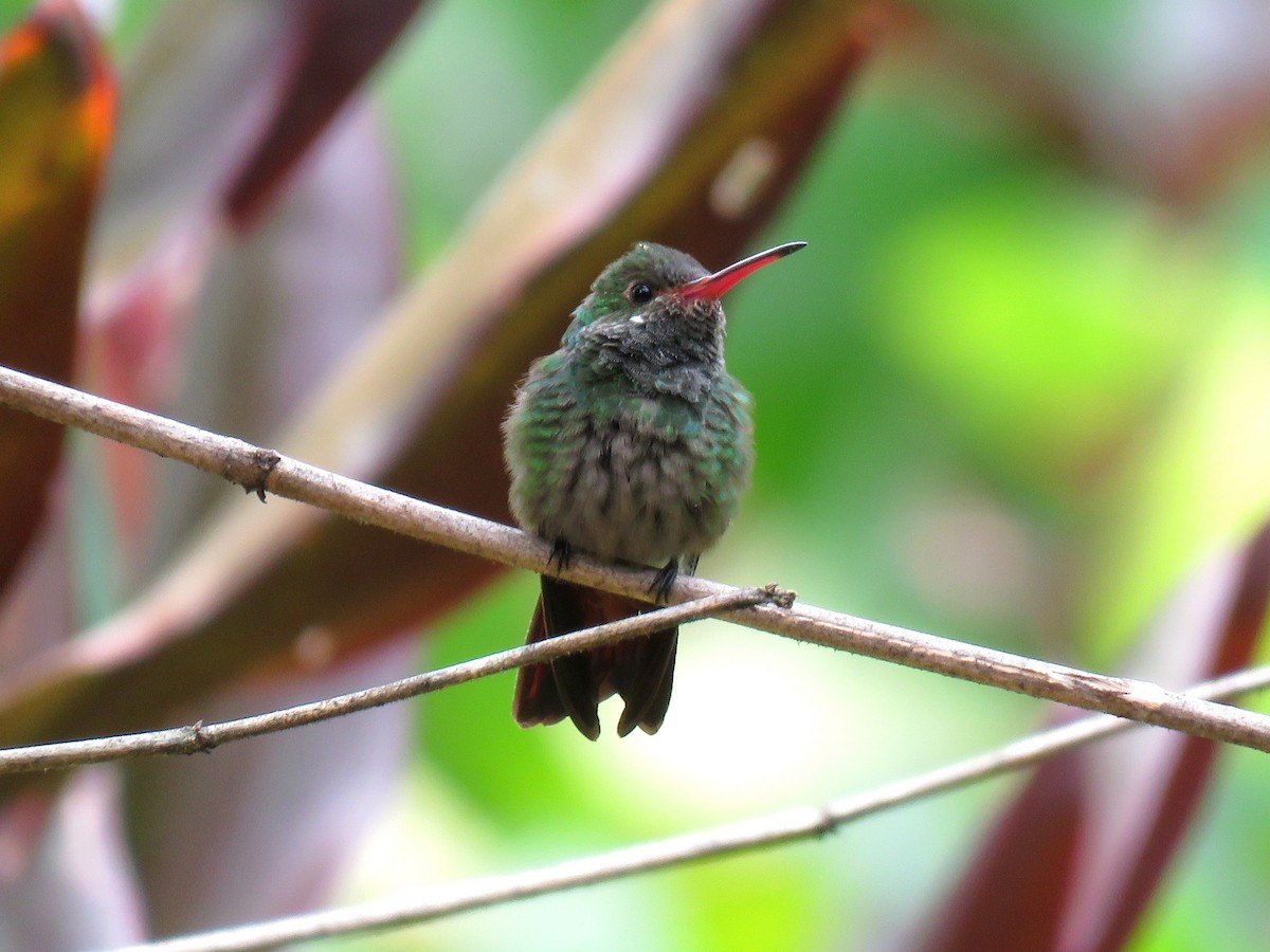 Rufous-tailed Hummingbird (Rufous-tailed) - Jamal Andrewin