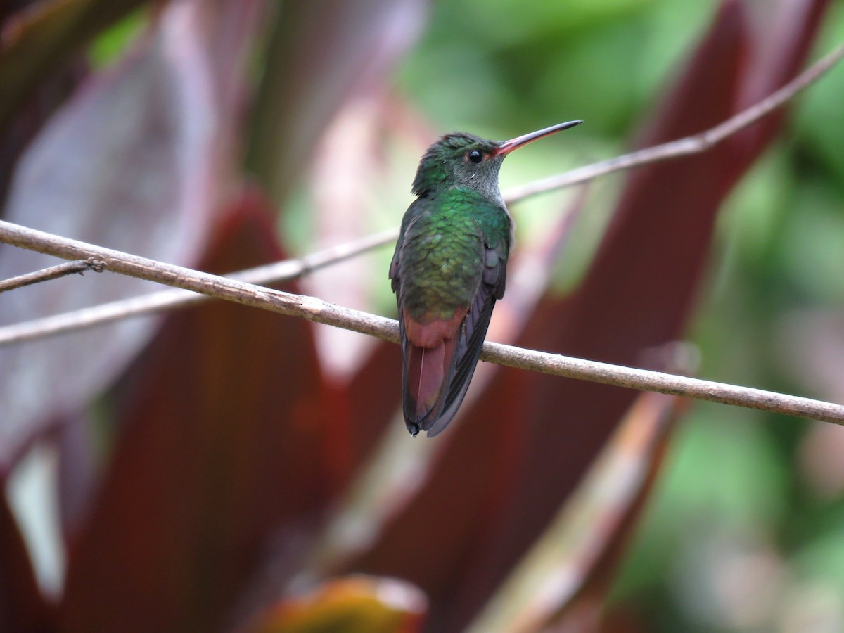 Rufous-tailed Hummingbird (Rufous-tailed) - ML102383761