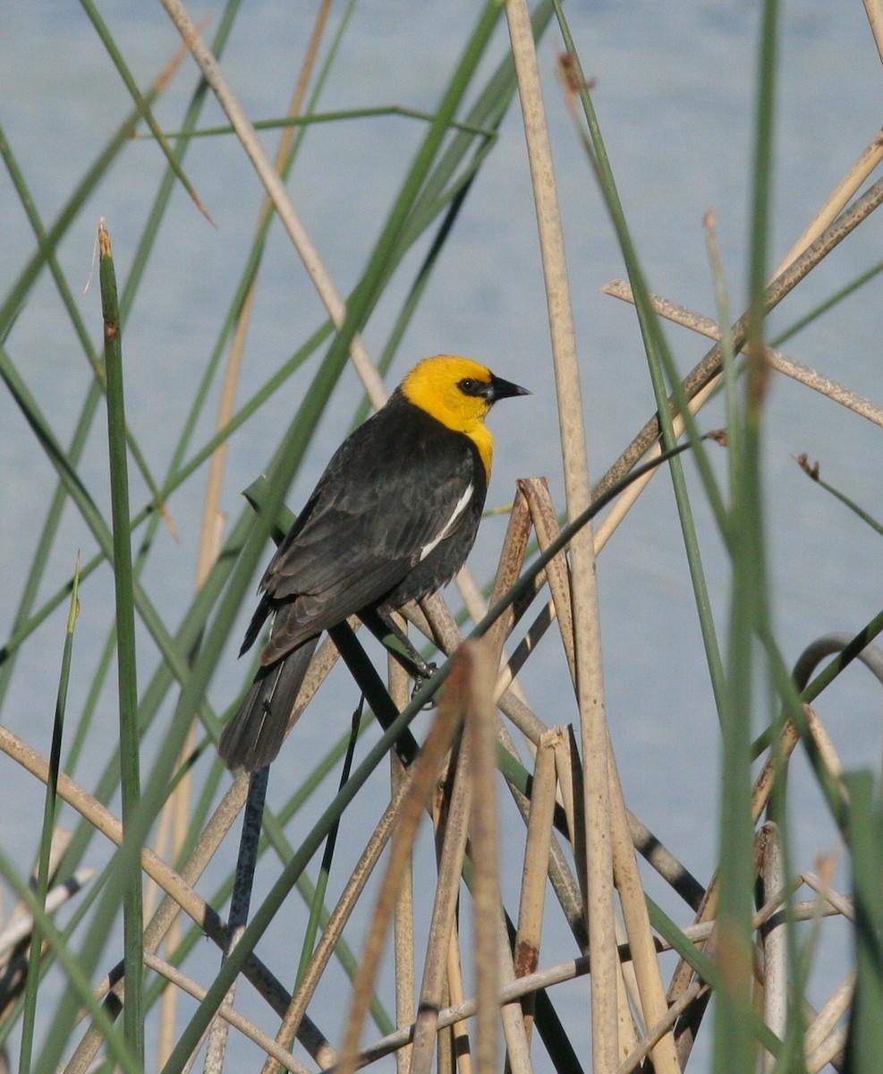 Yellow-headed Blackbird - Matthew Bowman