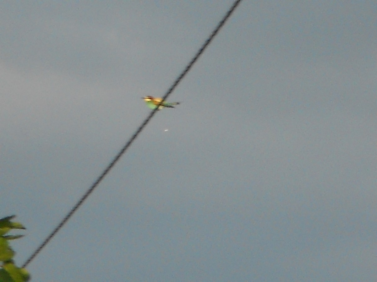 European Bee-eater - ML102386271