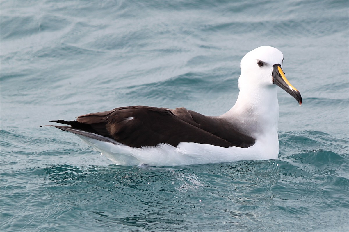 Atlantic Yellow-nosed Albatross - Irvin Pitts