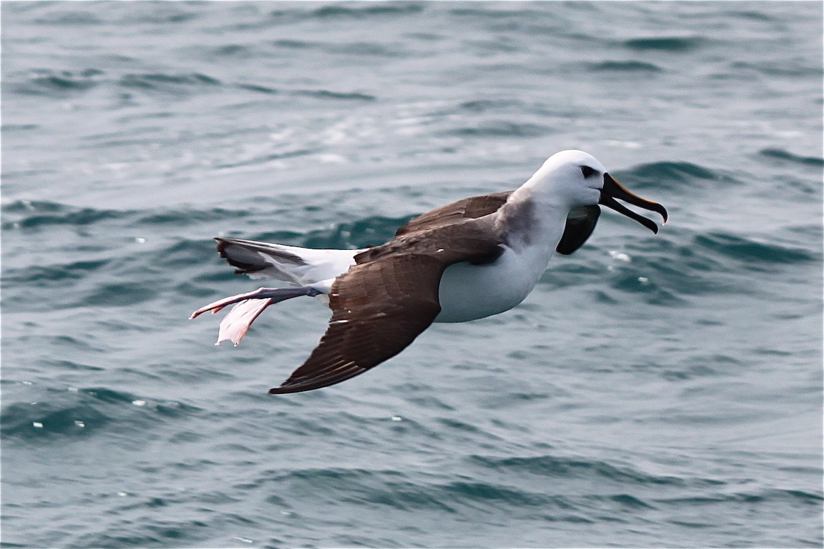 Atlantic Yellow-nosed Albatross - Irvin Pitts