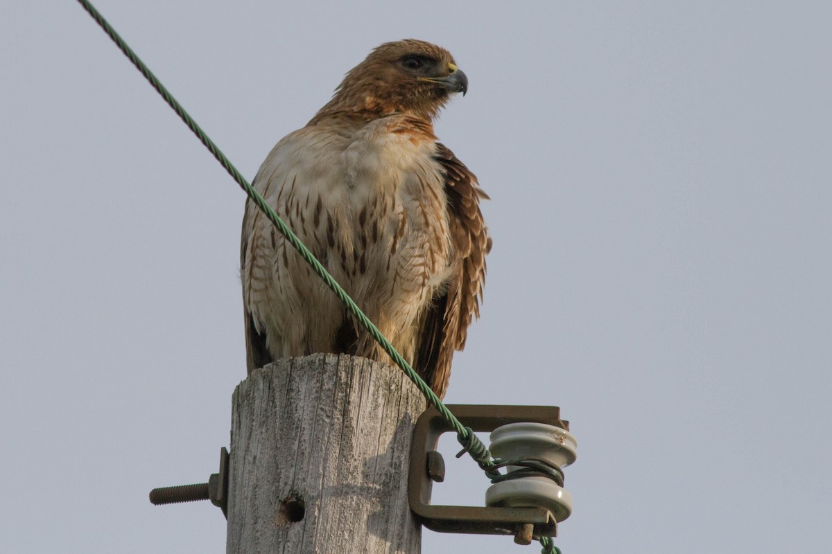 Red-tailed Hawk - Bill Lupardus