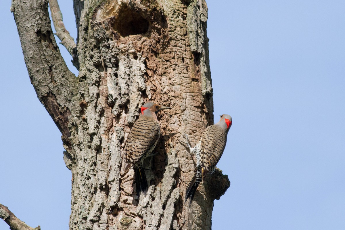 Northern Flicker (Yellow-shafted) - Bill Lupardus