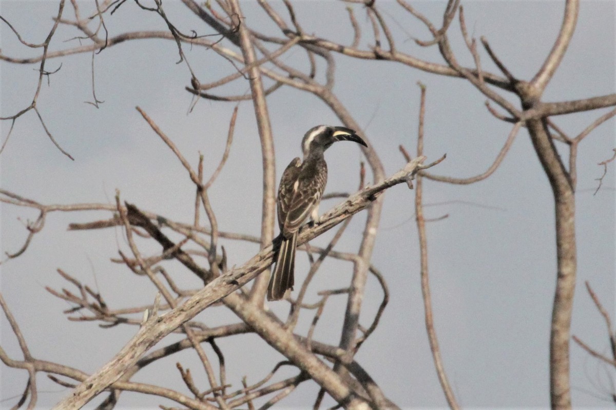 African Gray Hornbill - ML102398971