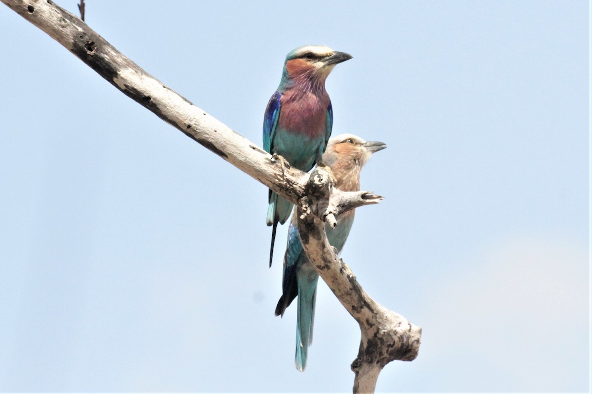 Lilac-breasted Roller - ML102399641