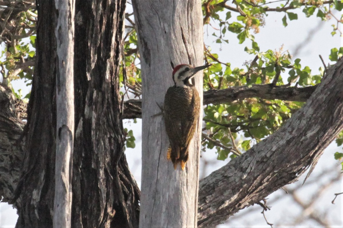Bearded Woodpecker - ML102399871