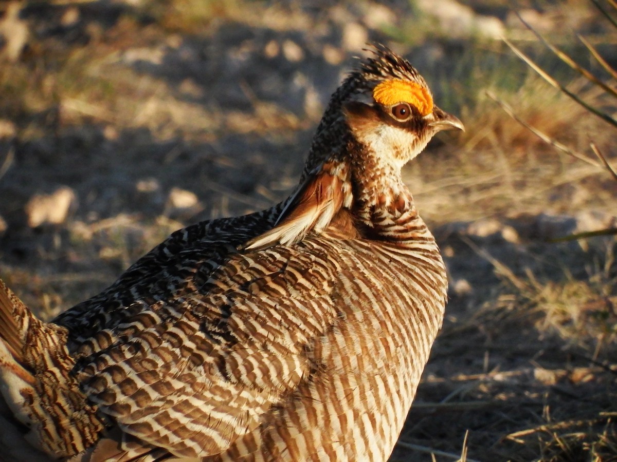 Lesser Prairie-Chicken - Adrienne Warner