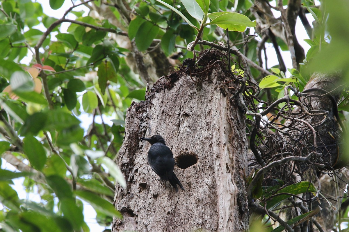 Guadeloupe Woodpecker - ML102401841