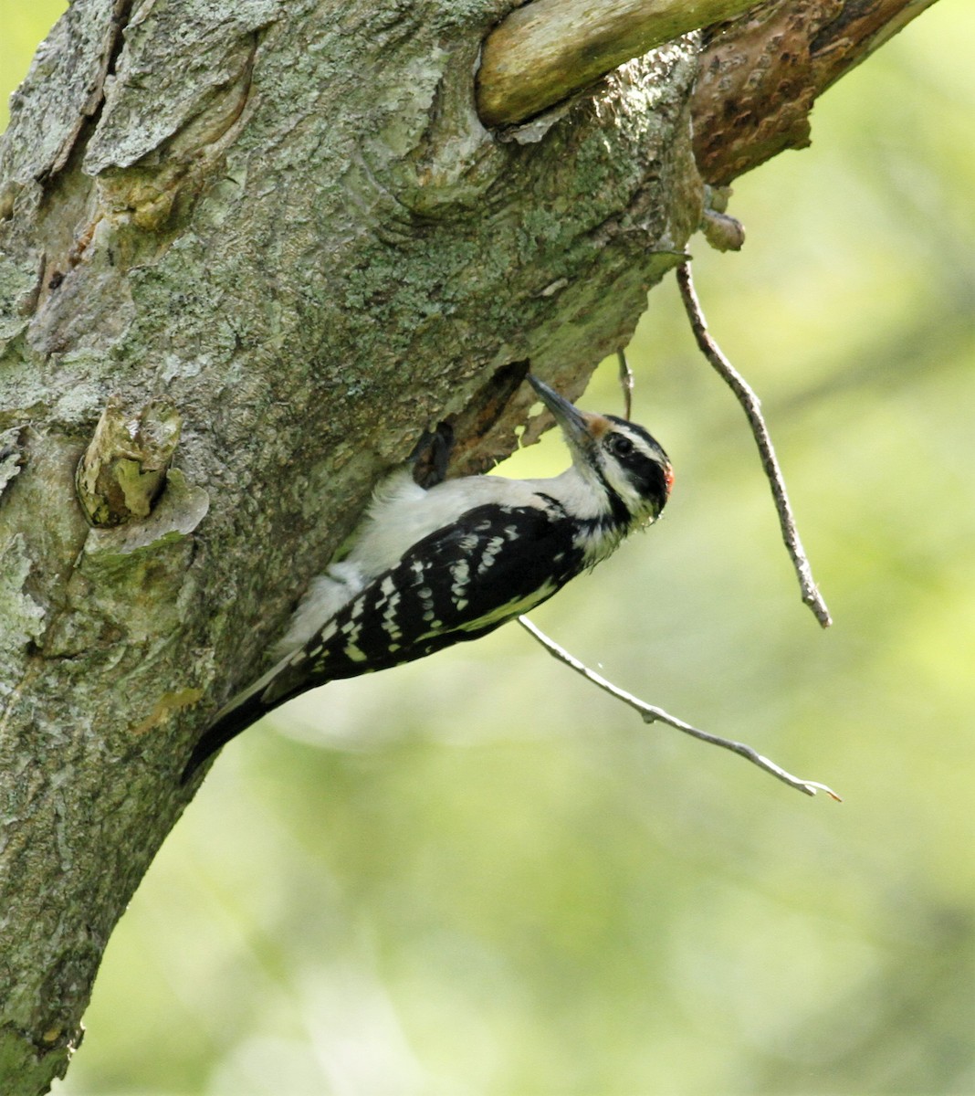 Hairy Woodpecker - ML102403661