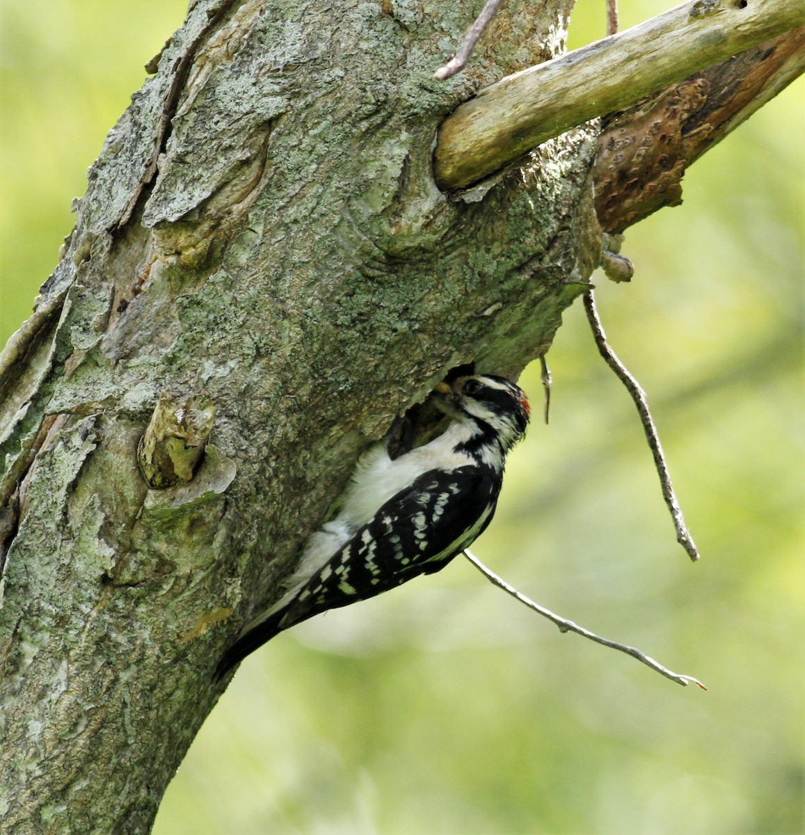 Hairy Woodpecker - ML102403681