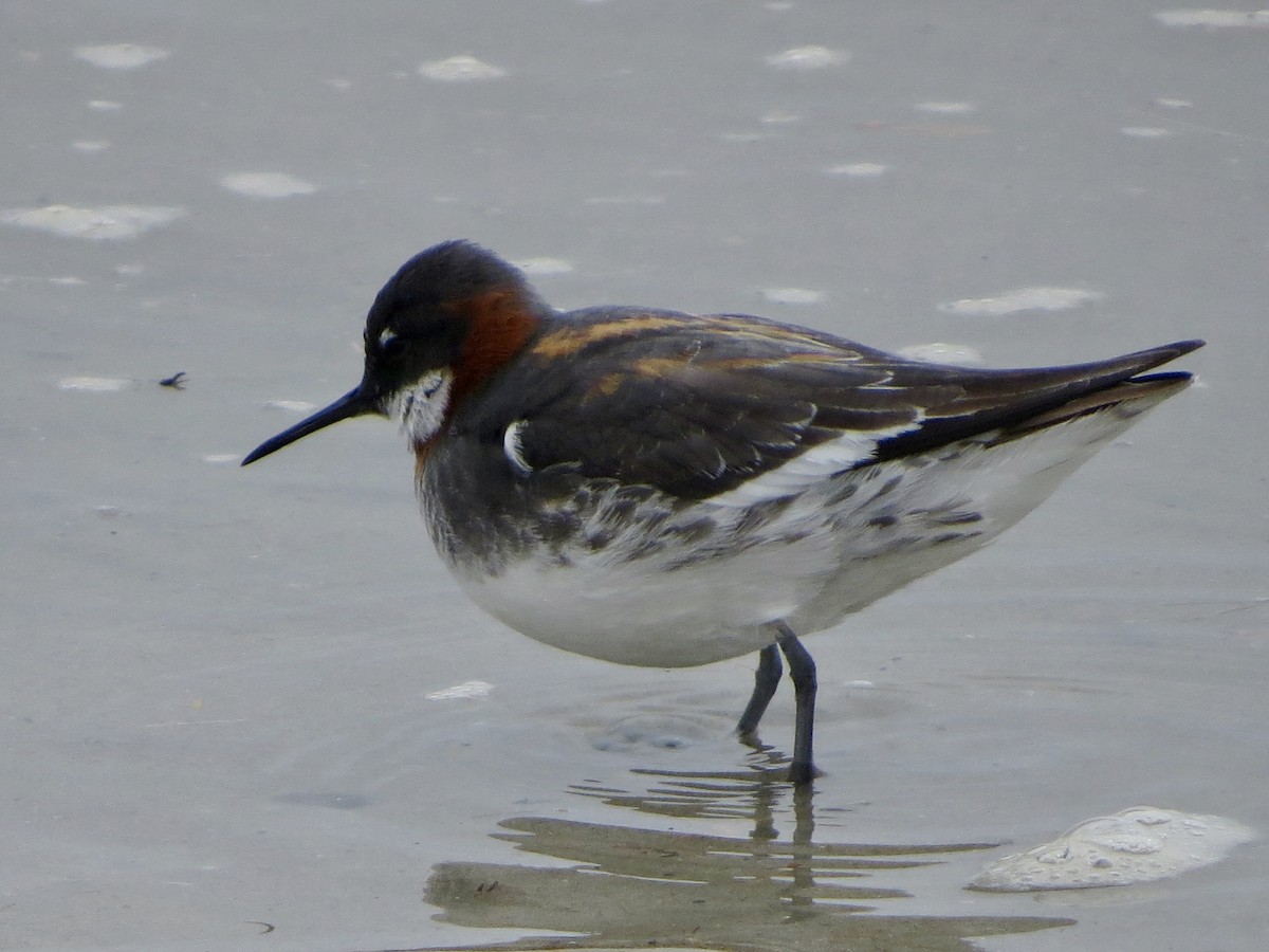 Red-necked Phalarope - Jeanne-Marie Maher