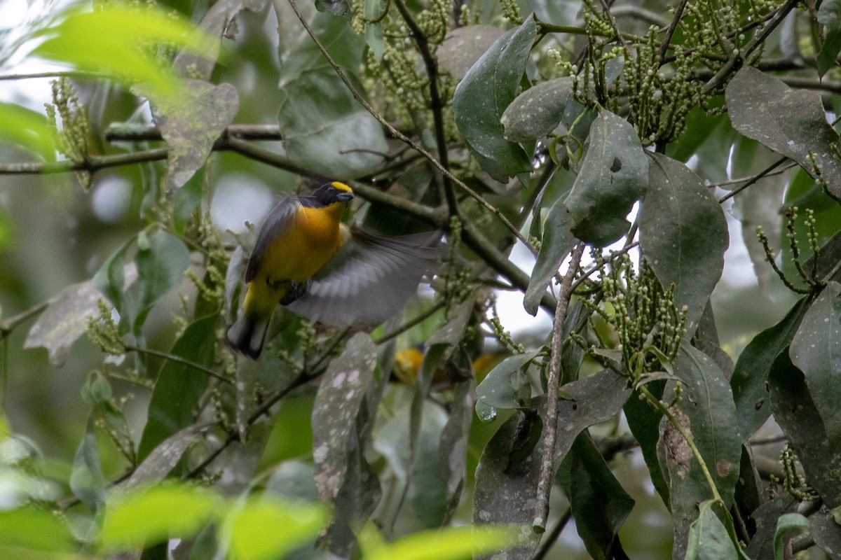 Thick-billed Euphonia (Black-tailed) - Drew Weber