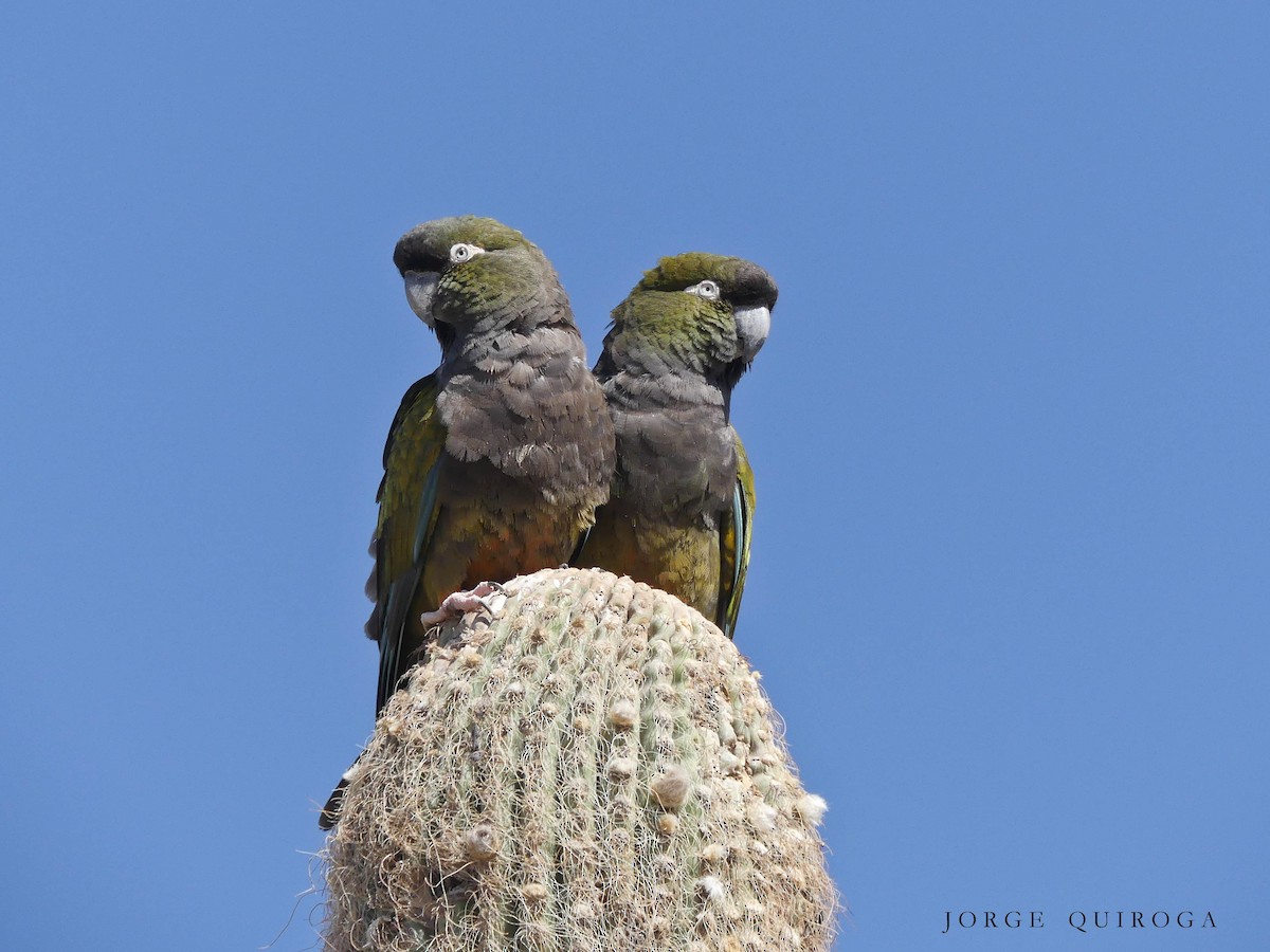 Burrowing Parakeet - Jorge  Quiroga